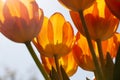 Closeup of bright and sunny orange tulips from Holland Royalty Free Stock Photo