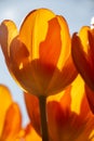 Closeup of bright and sunny orange tulips from Holland Royalty Free Stock Photo