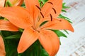 Closeup of bright tiger lily flowers in the blurred background Royalty Free Stock Photo