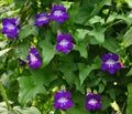 Closeup of bright violet flowers of liana Asarina scandes, green leaves