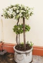 Closeup of bright white bougainvillea tree blossoms as a background