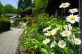 Closeup bright white daisy flowers blooming with yellow pollen on street side among other flowers on sunshine day Royalty Free Stock Photo