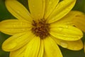 Closeup of a bright yellow african daisy flower in the garden Royalty Free Stock Photo