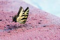 Eastern Tiger Swallowtail Butterfly