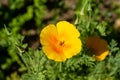 Closeup of a bright yellow California poppy and green background Royalty Free Stock Photo