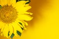 Closeup bright yellow flower of sunflower on yellow background with shadow and copy space for text. Top view Royalty Free Stock Photo