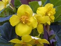 Bright yellow marsh marigold flowers, Caltha palustris Royalty Free Stock Photo
