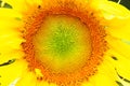 Closeup of a bright yellow newly blossomed sunflower in a field