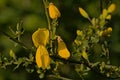 Closeup of a bright yellow scotch broom flower in spring   - Cytisus scoparius Royalty Free Stock Photo