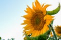 Yellow sunflower against a blue sky Royalty Free Stock Photo