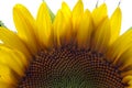 Closeup of Bright Yellow Sunflower Royalty Free Stock Photo