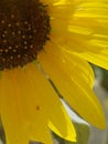 Closeup of Bright yellow sunflower Royalty Free Stock Photo