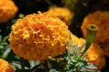 Closeup of bright yellow Tagetes flowers blooming in the garden Royalty Free Stock Photo