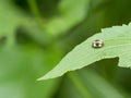 Closeup of a brightly colored Lady Beetle Epilschnini v-pallidum sitting on leaf in Vilcabamba, Ecuador