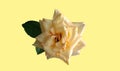 Closeup, Brightness single rose white color flower blossom bloom isolated on pastel yellow for decoration background or Royalty Free Stock Photo