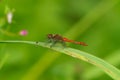 Closeup on a brilliant colorful red male of the European Ruddy darter dragonfly, Sympetrum sanguineum Royalty Free Stock Photo