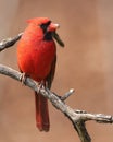 Closeup of male northern cardinal Royalty Free Stock Photo