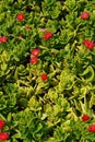 Closeup of the brilliant red flowers of the baby sun rose , Mesembryanthemum cordifolium succulent Royalty Free Stock Photo