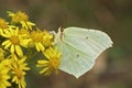 Closeup on a Brimstone butterfly, Gonepteryx rhamni sitting with closed wings on a yellow ragwort flower Royalty Free Stock Photo