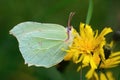 Closeup on a Brimstone butterfly, Gonepteryx rhamni sitting on a yellow flower Royalty Free Stock Photo