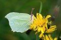 Closeup on a Brimstone butterfly, Gonepteryx rhamni sitting on a yellow flower Royalty Free Stock Photo