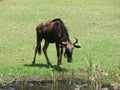 Closeup of brindled gnu resting by the water Royalty Free Stock Photo