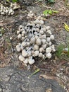 Closeup of brittlestems mushrooms with selective focus on foreground. Coprinaceae Royalty Free Stock Photo