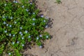 Closeup on the brlliant blue flowers of germander speedwell, Veronica chamaedrys