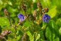 Closeup on the brlliant blue flowers of germander speedwell, Veronica chamaedrys growing in spring in a meadow, sunny day, natural Royalty Free Stock Photo