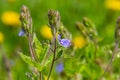 Closeup on the brlliant blue flowers of germander speedwell, Veronica chamaedrys growing in spring in a meadow, sunny day, natural Royalty Free Stock Photo