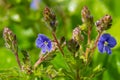 Closeup on the brlliant blue flowers of germander speedwell, Veronica chamaedrys growing in spring in a meadow, sunny day, natural Royalty Free Stock Photo