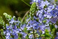 Closeup on the brlliant blue flowers of germander speedwell, Veronica prostrata growing in spring in a meadow, sunny day, natural