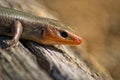 Broad-Headed Skink Closeup