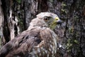 Closeup of a broad-winged hawk head against a bark background