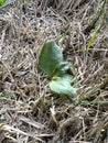 Closeup Broadleaf Plantain weed in the lawn