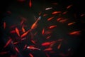 brocaded carps in the water Royalty Free Stock Photo