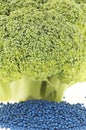 Closeup of broccoli floret and its seed Royalty Free Stock Photo