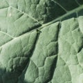 Closeup of broccoli leaves