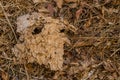 Closeup of broken hornet nest