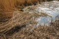 Closeup of broken reed stems in a swampy area