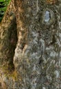 Closeup of broken tree bark on old coniferous trunk in quiet forest or woods. Texture detail of rough wood chipping from