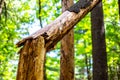 Closeup of broken tree split and hanging to the side