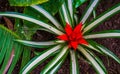 Closeup of a bromelia flower in bloom, tropical plant specie from America