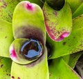 Closeup of a Bromelia plant with water collected inside group of leaves