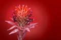 Bromeliad, Tillandsia Stricta