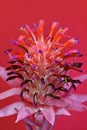 Bromeliad, Tillandsia Stricta