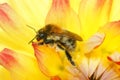 Closeup of Bronw banded carder bumble bee pollinating a yellow flower Royalty Free Stock Photo