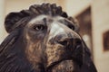 Closeup of bronze lion statue head Royalty Free Stock Photo