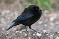 Closeup of a Bronzed cowbird on the ground in a forest