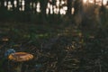 Closeup of a brown Amanita regalis in the forest surrounded by greenery under sunlight